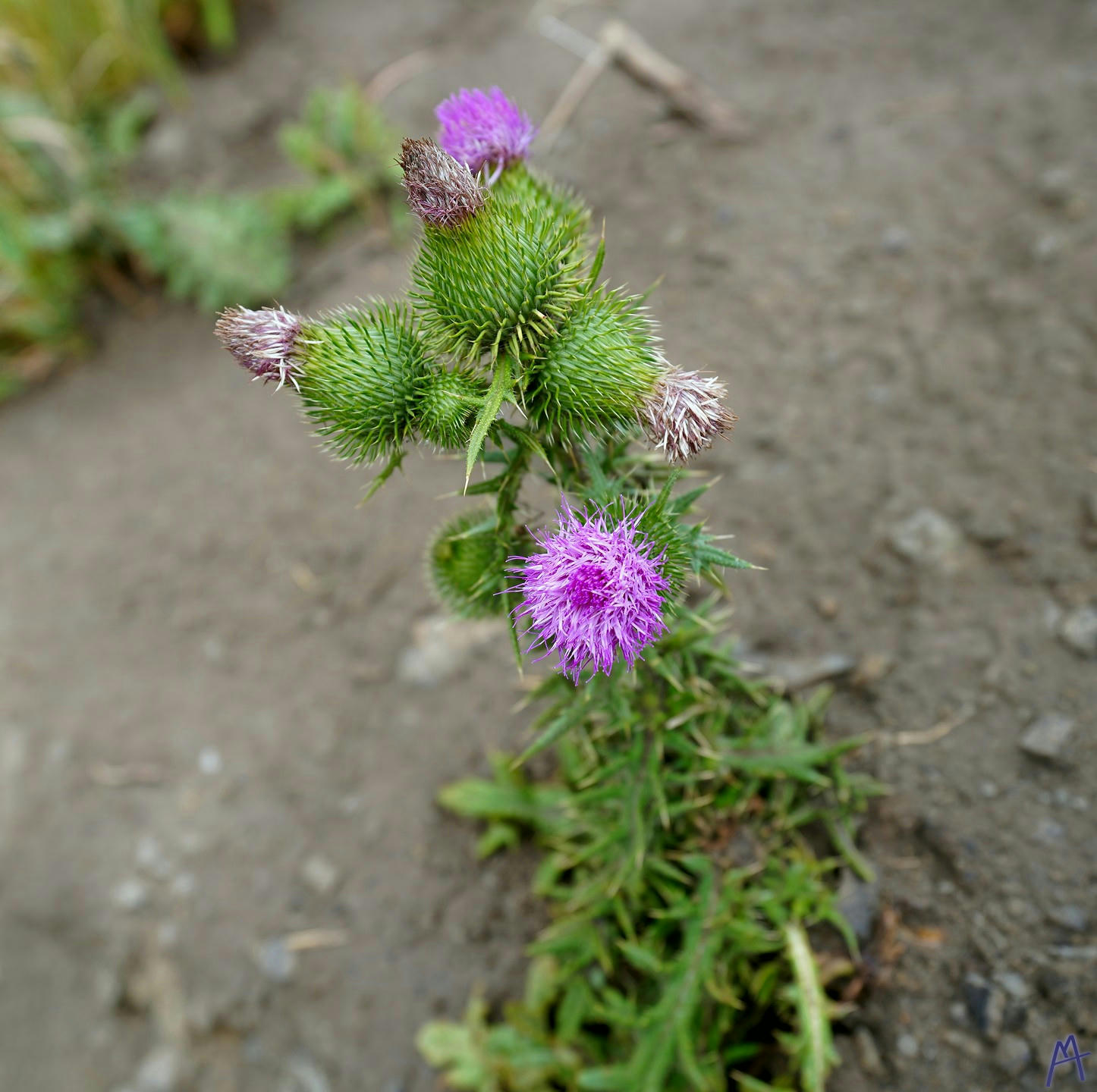 Small purple flower at Grand Teton