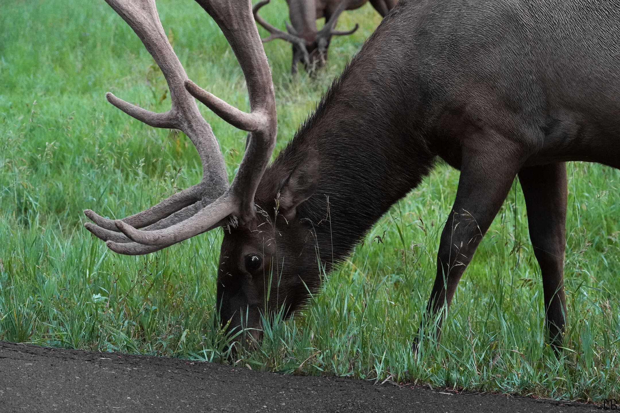 Elk at our campsite