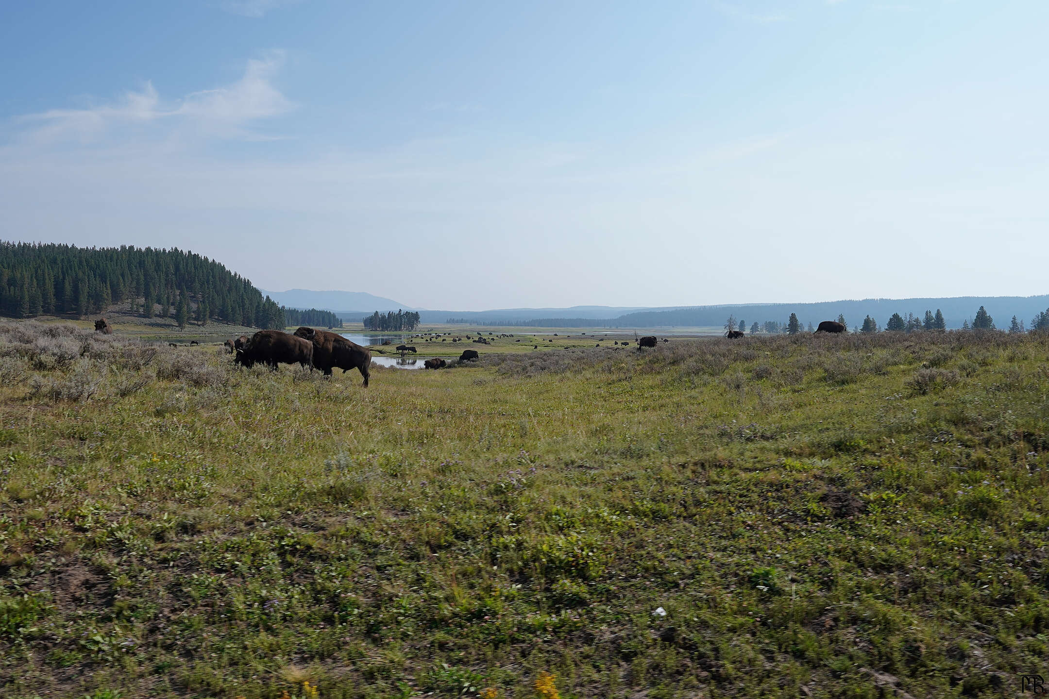 Bison gathered near the road