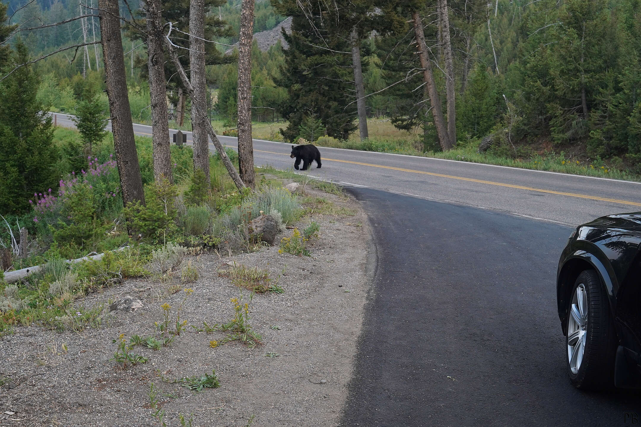 A black bear on the road