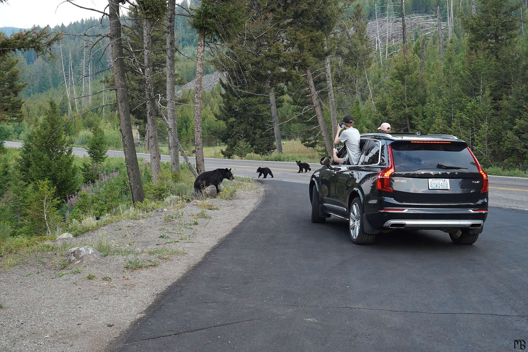 A black bear and cubs on the road