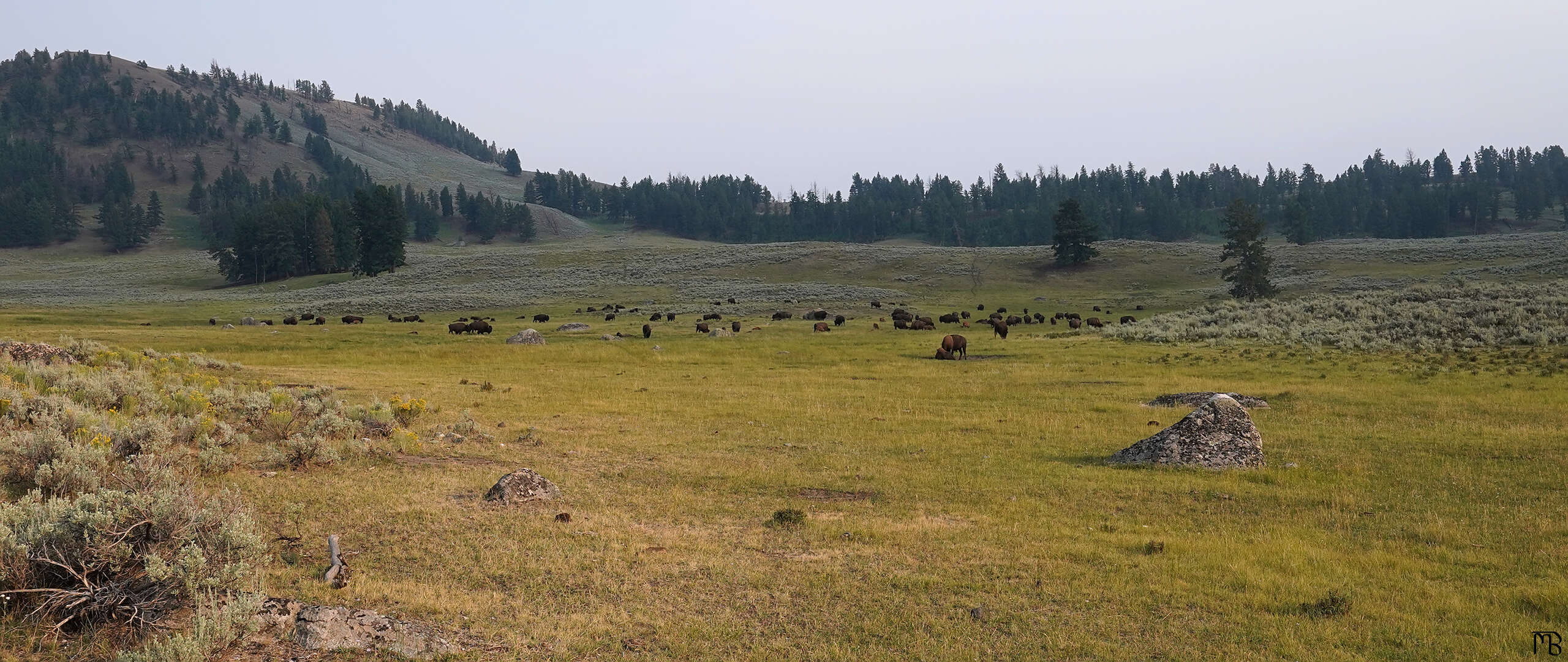 A field of bison in the sunset