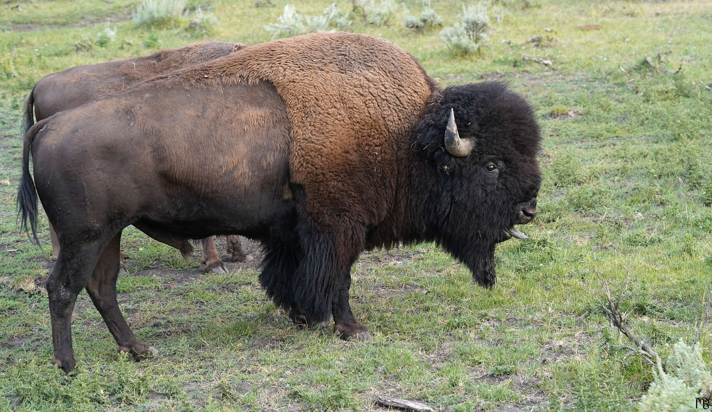 Bison with its tongue out