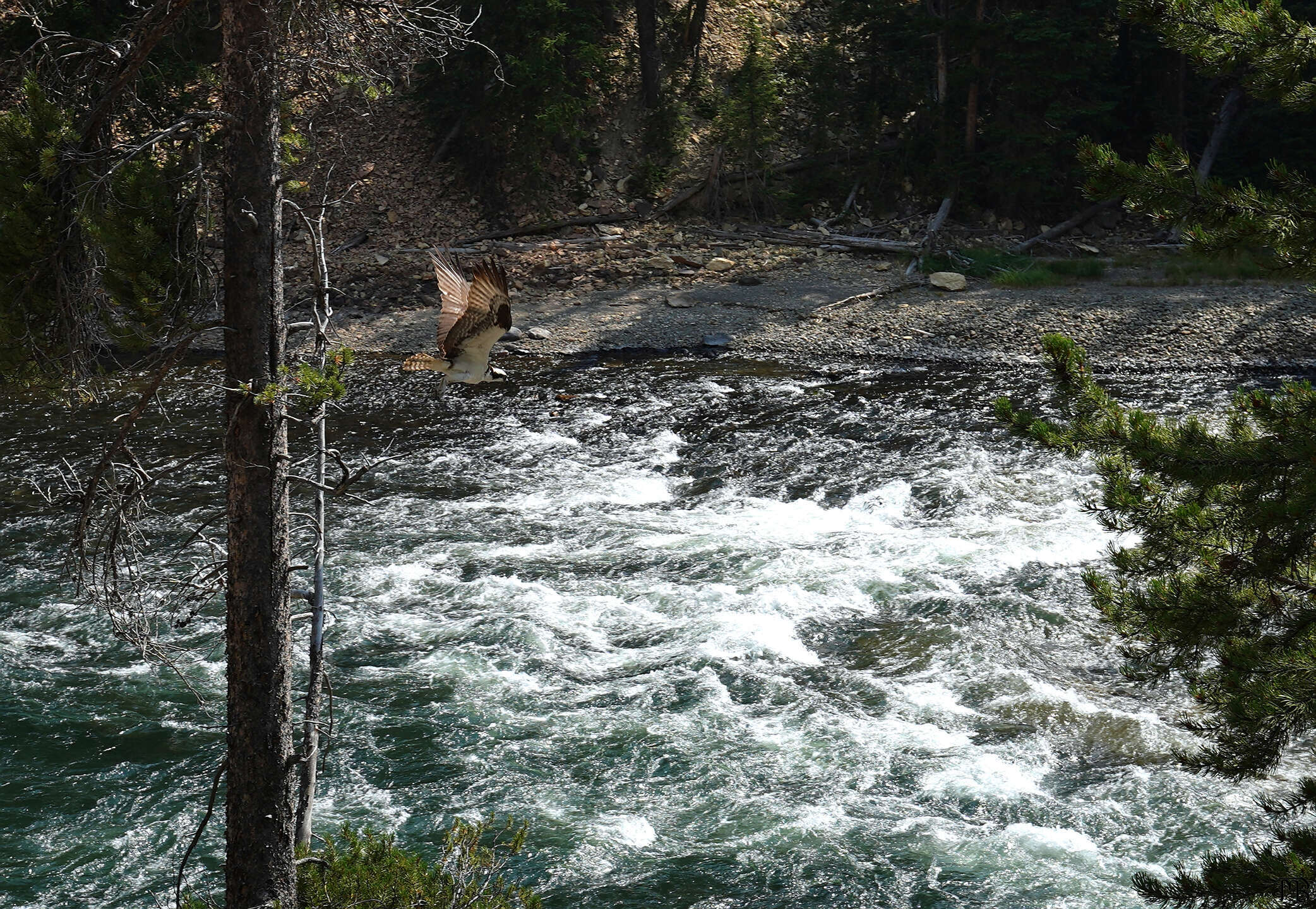 A bird of prey flying over the water