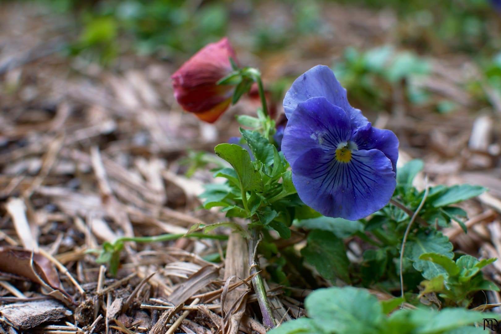 Blue flower in mulch