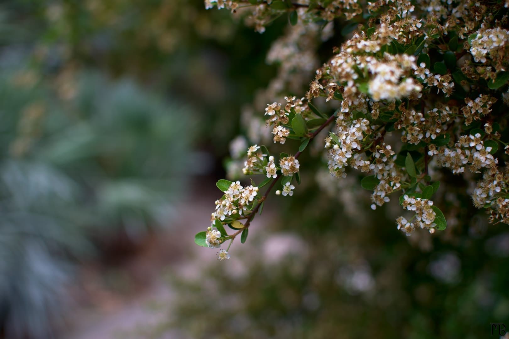 White flowers on tree