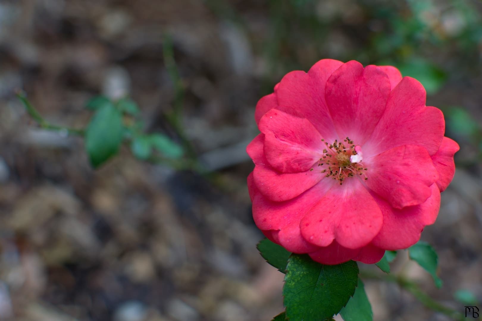 Red flower in garden