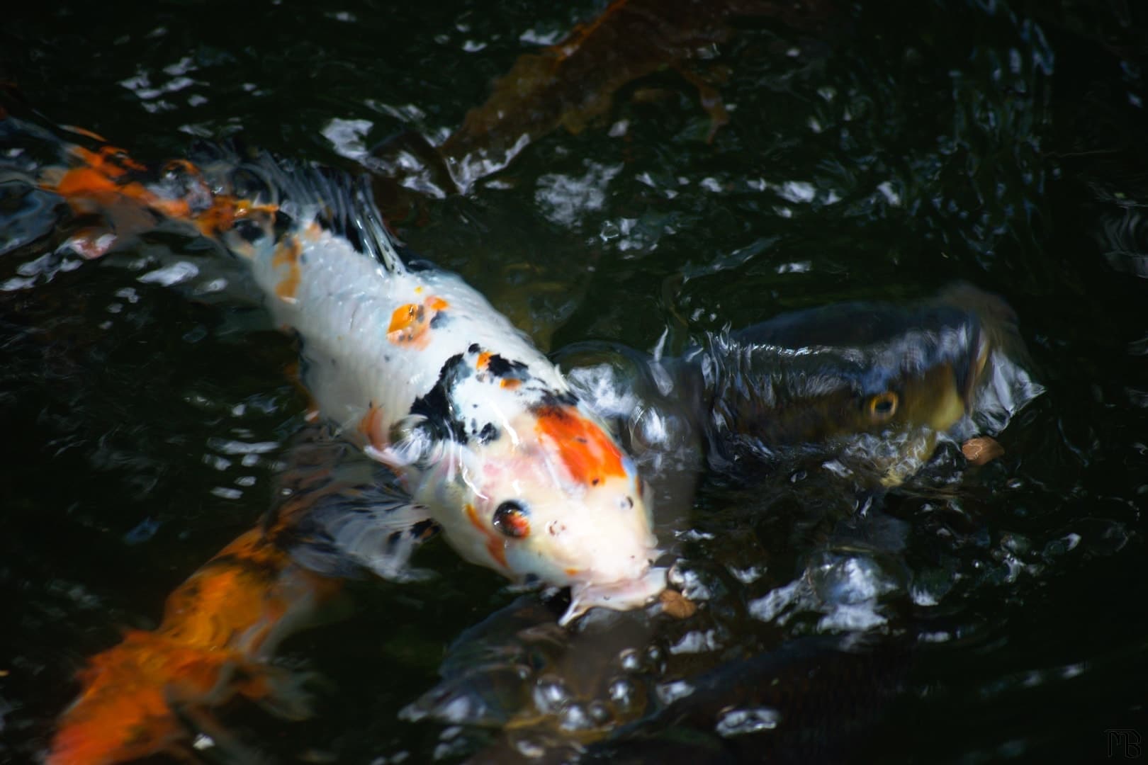 Koi fish in pond