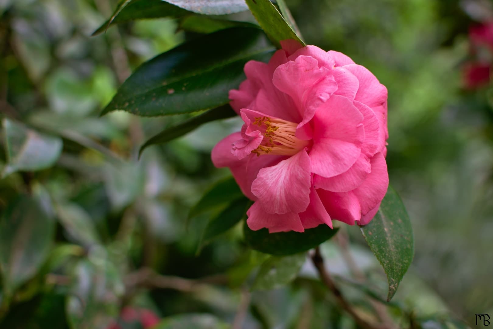 Pink flower in tree