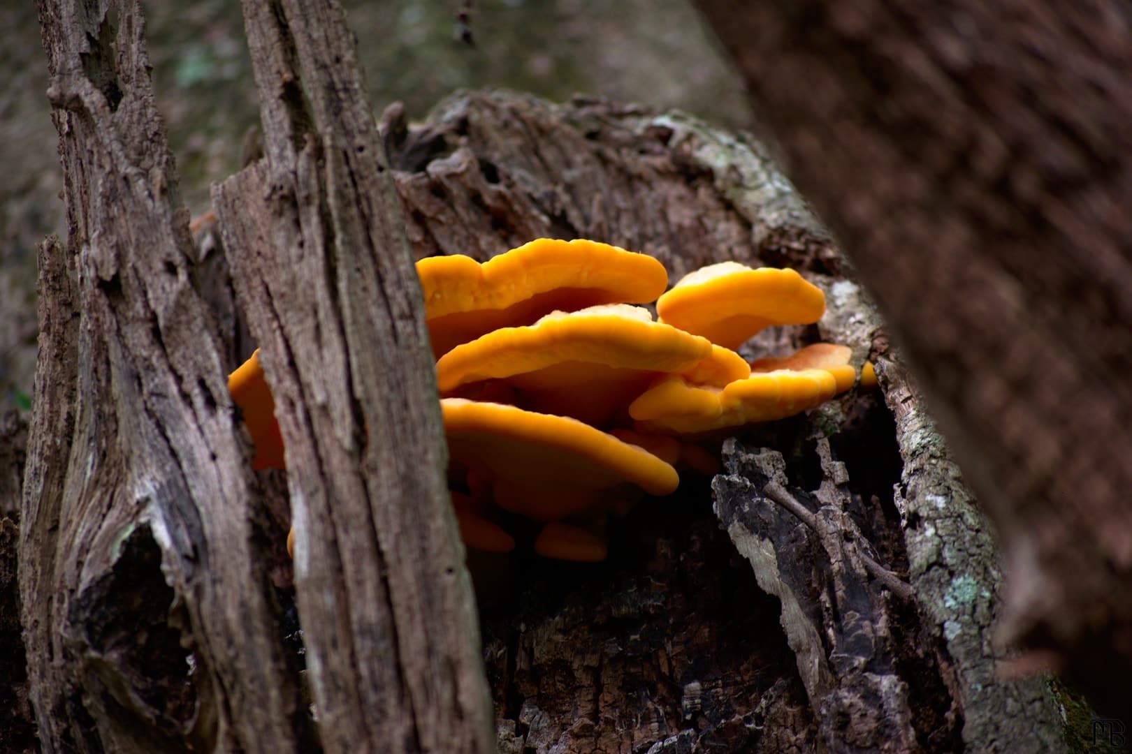 Mushrooms on tree