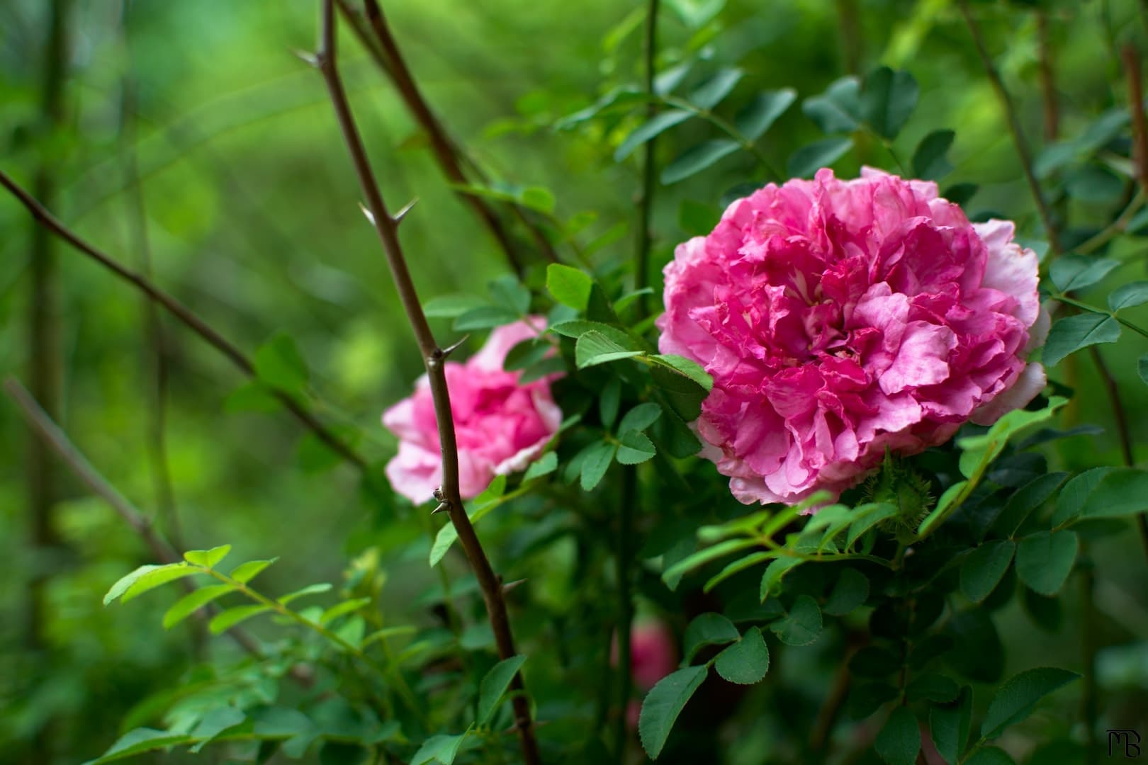 Pink flowers in bush