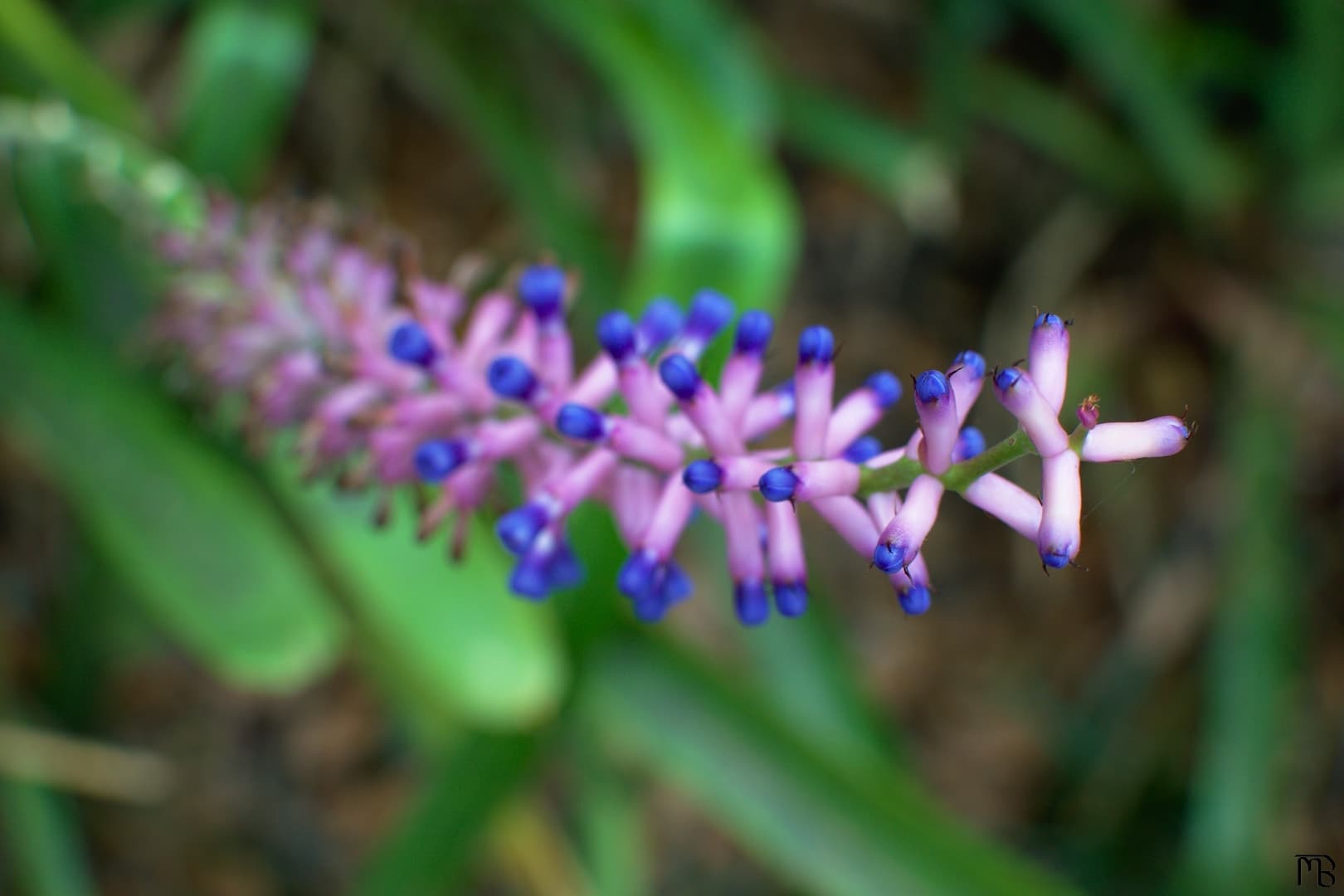 Purple and blue flowers