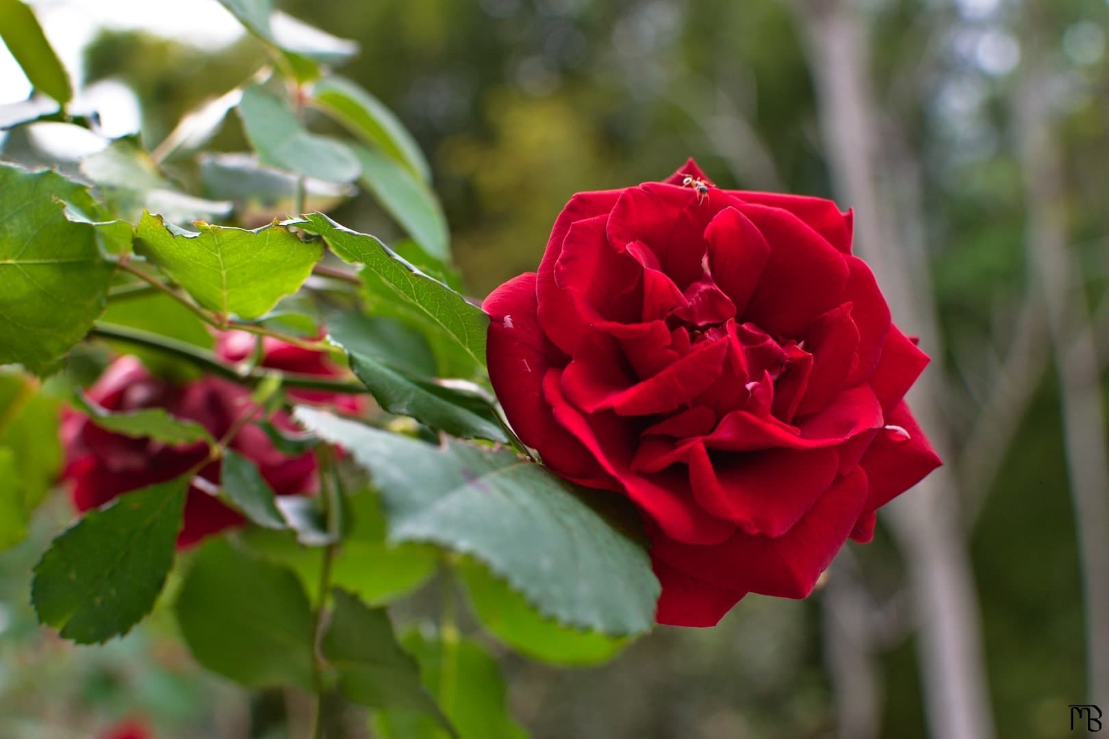 Red flower on tree