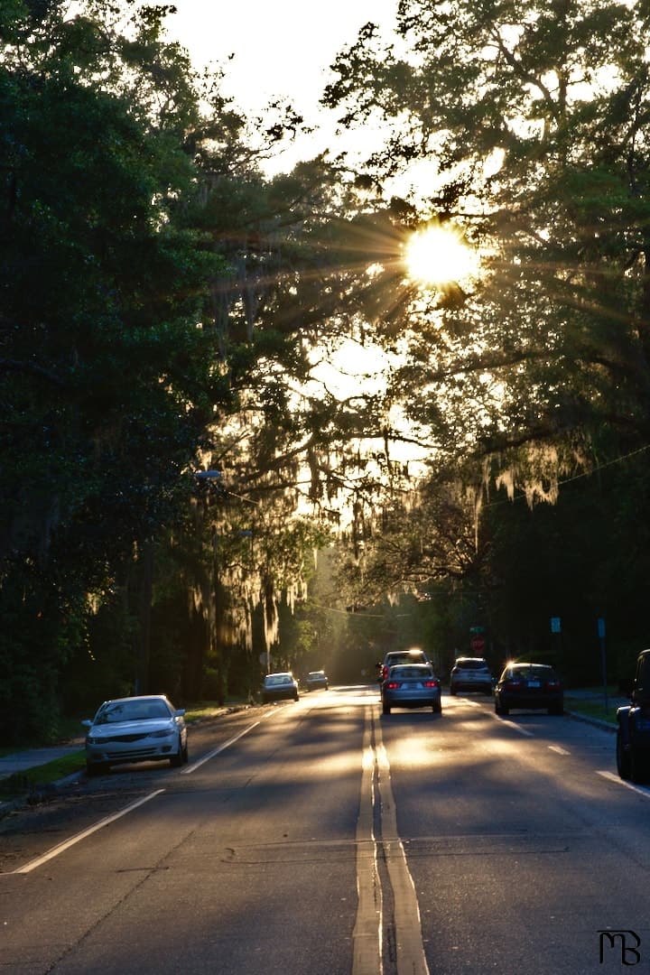 Sunlight through trees