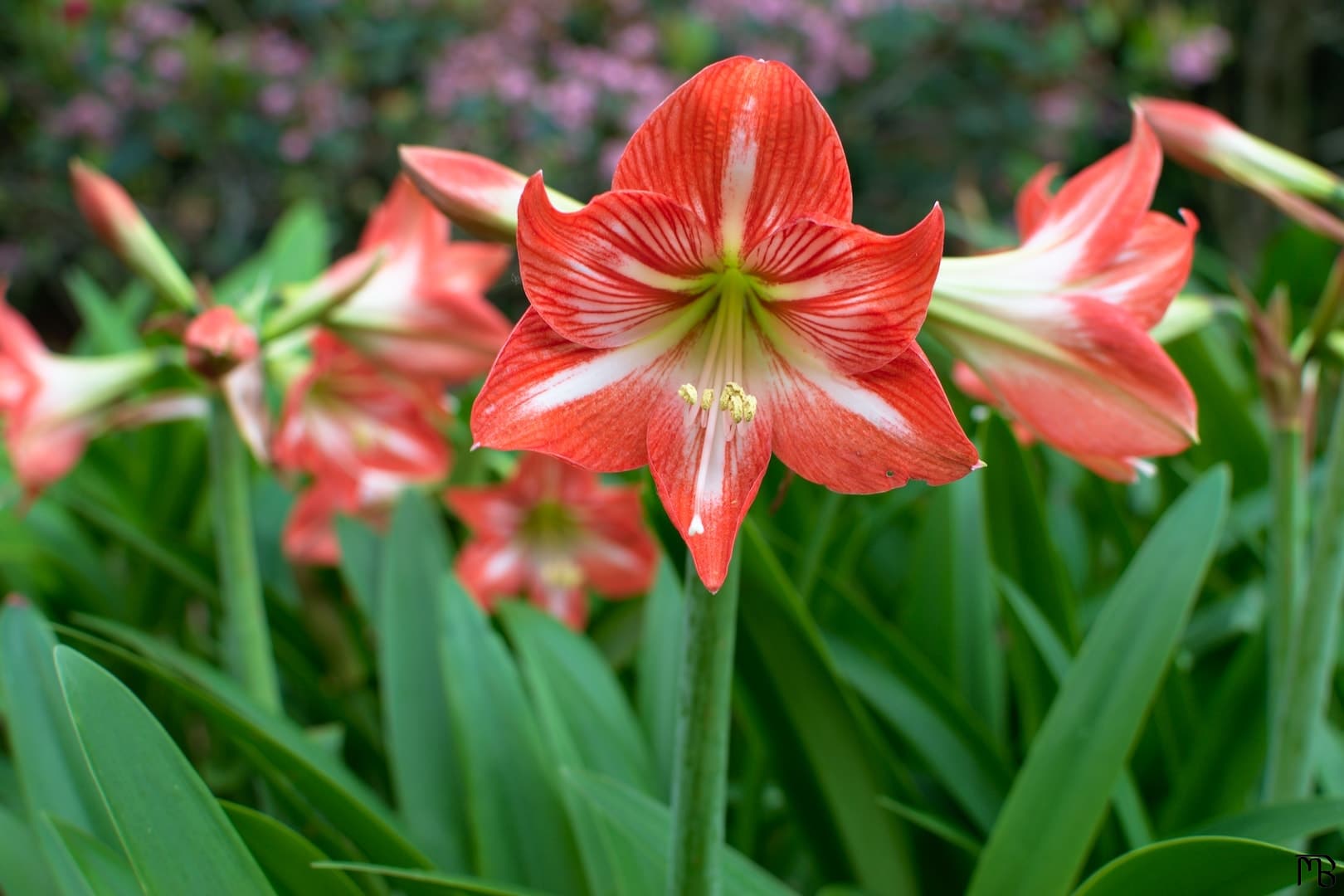 Red flower next to each other