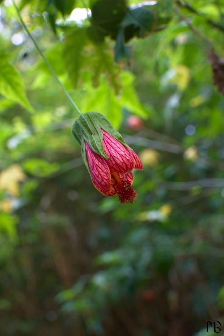 Lamp flower off of tree