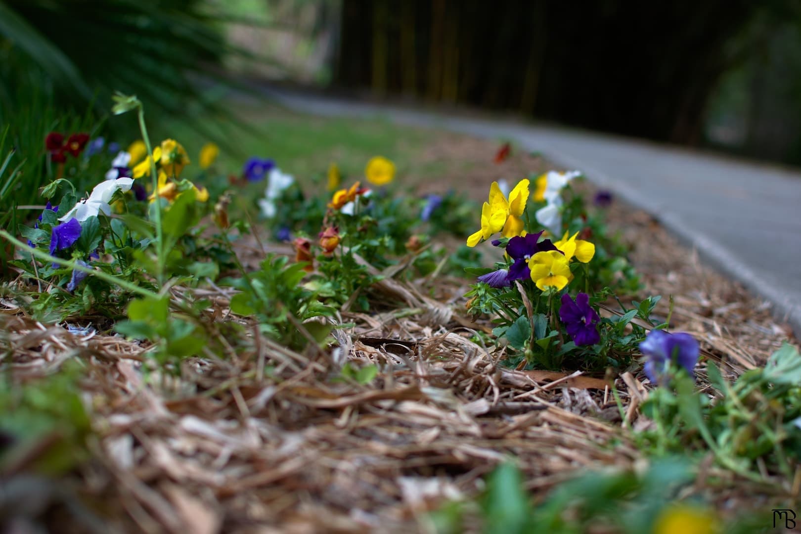 Purple and yellow flowers near path