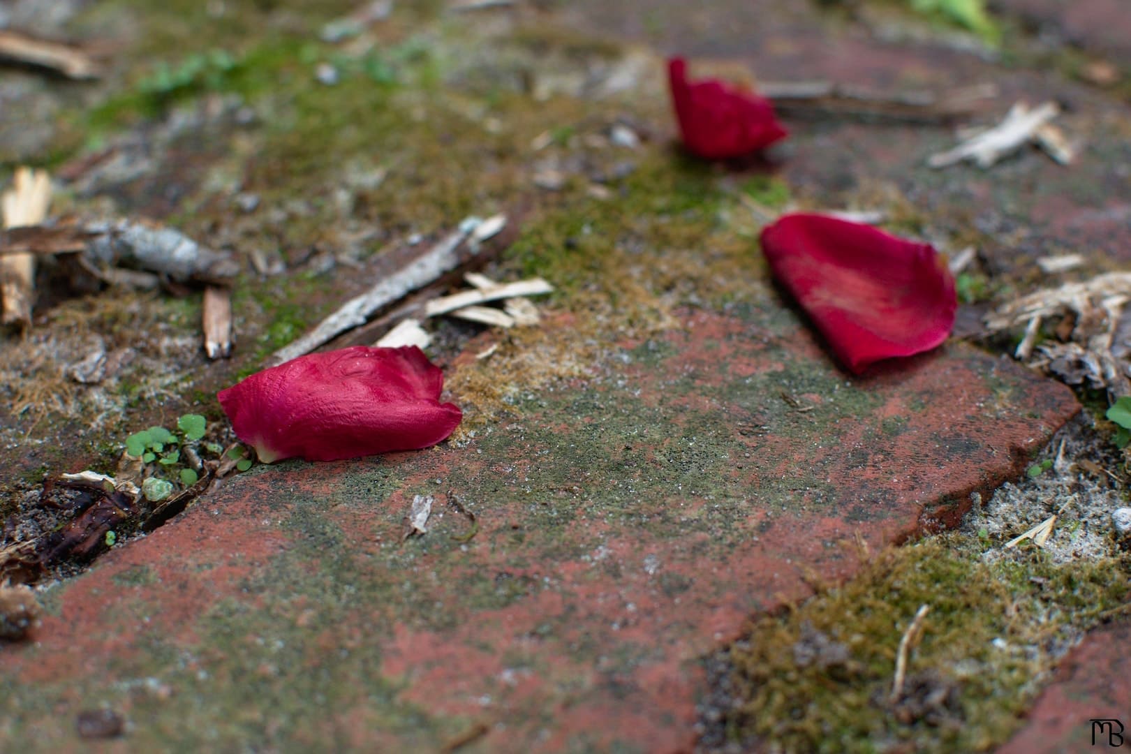 Flower petals on brick