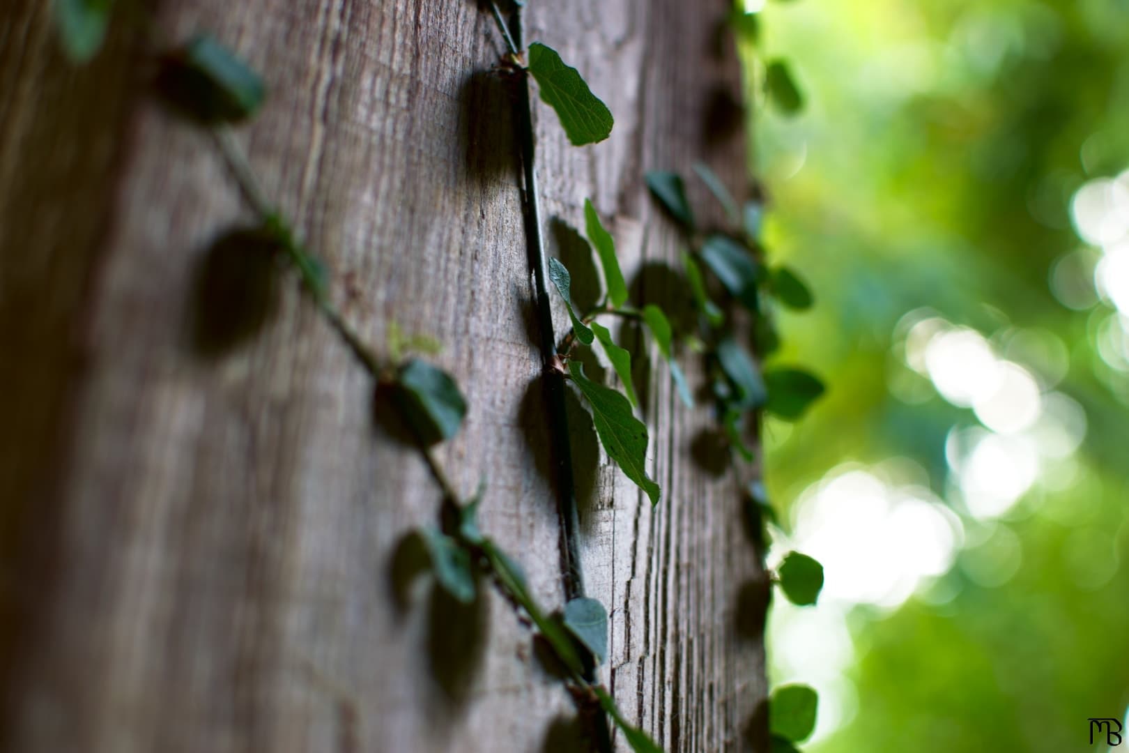 Ivy on wood pole