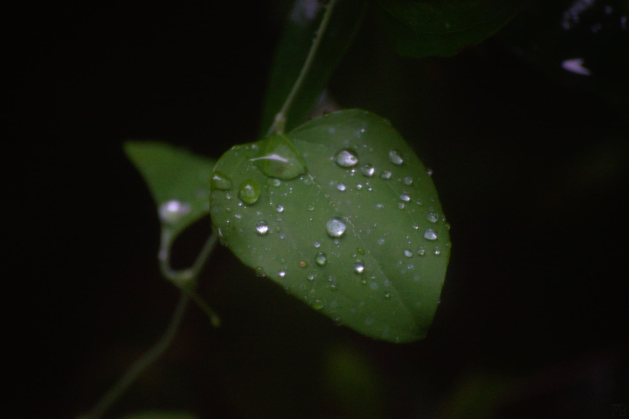 Water drops on a leaf