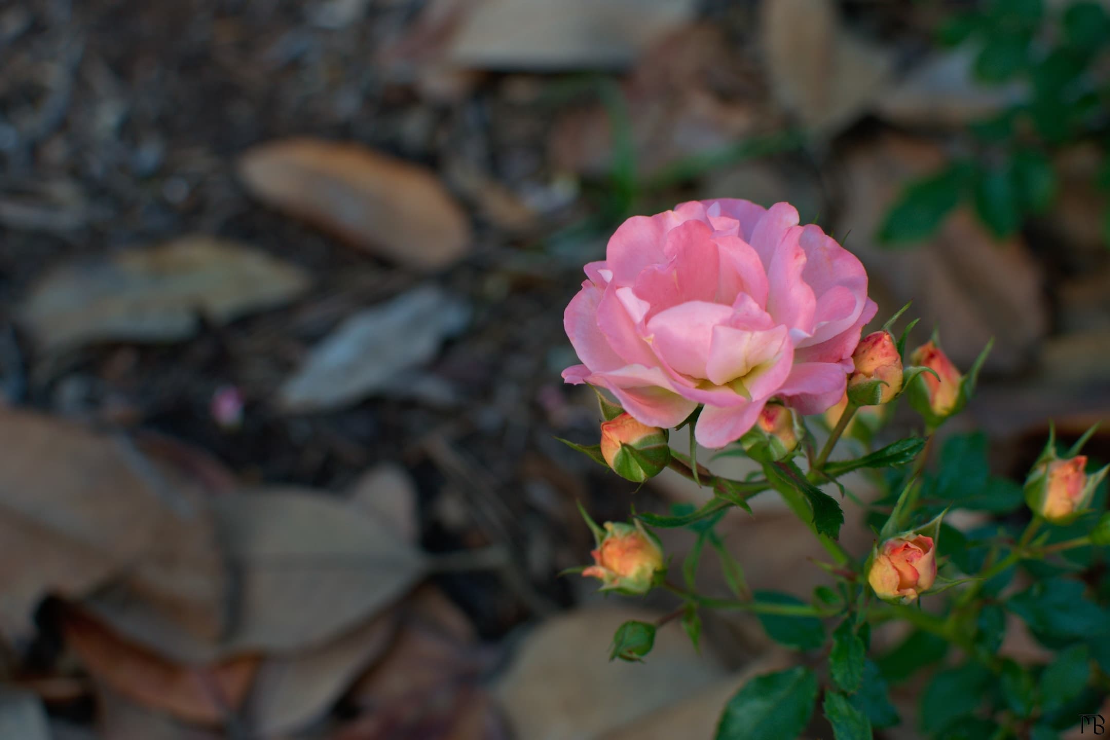 Pink flower above leaves