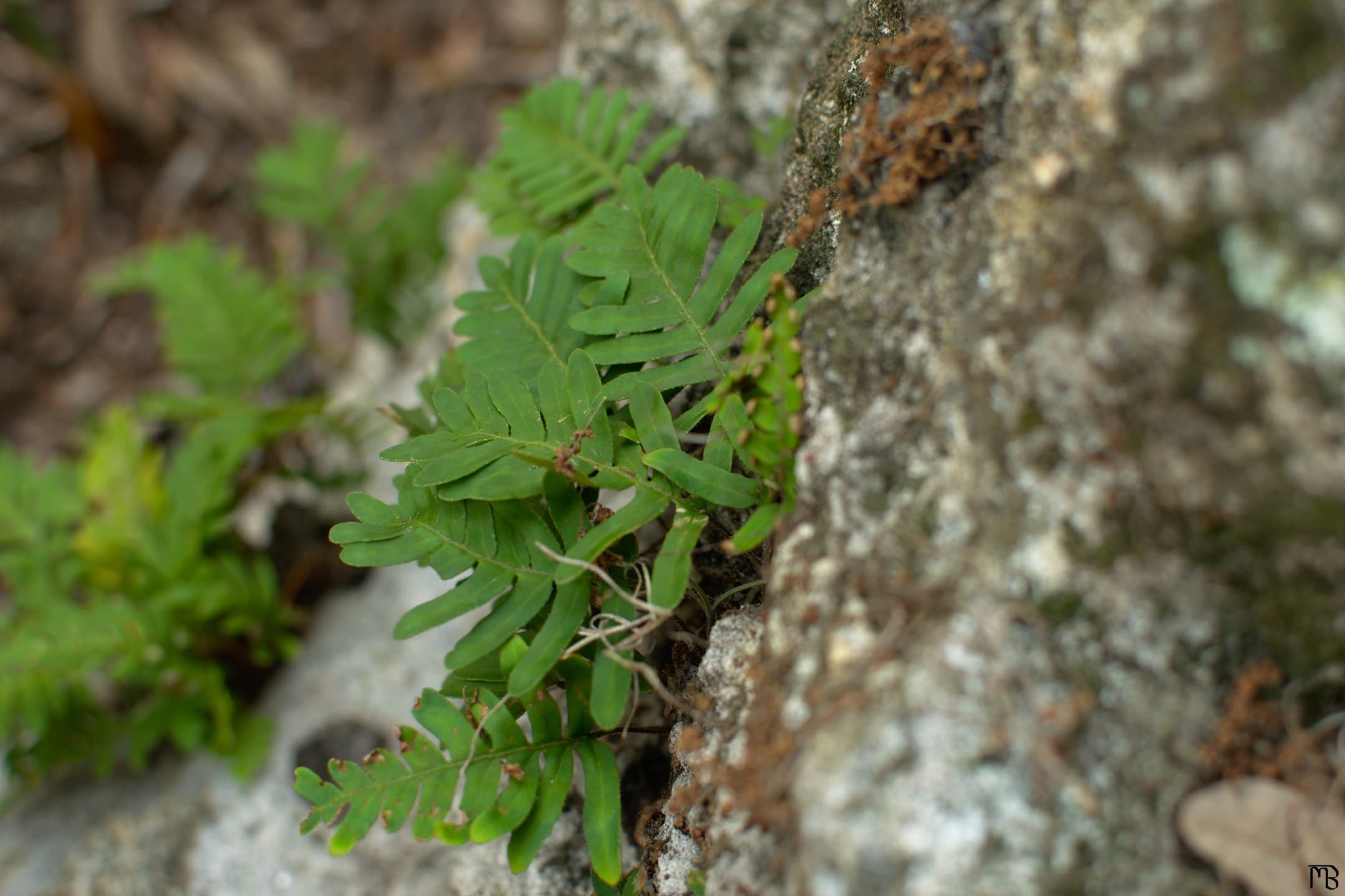 Green fern on rock