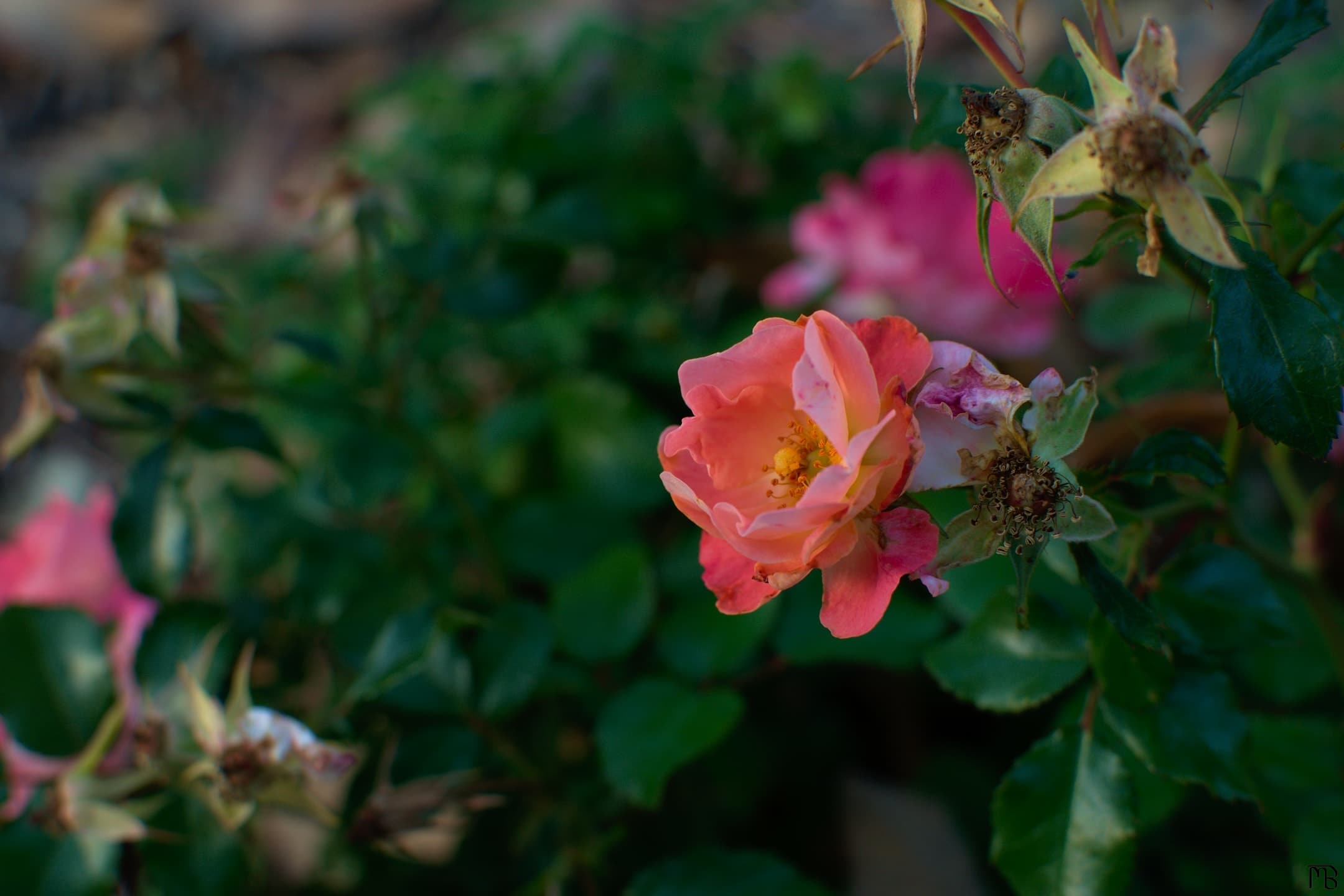 Pink flower in bush