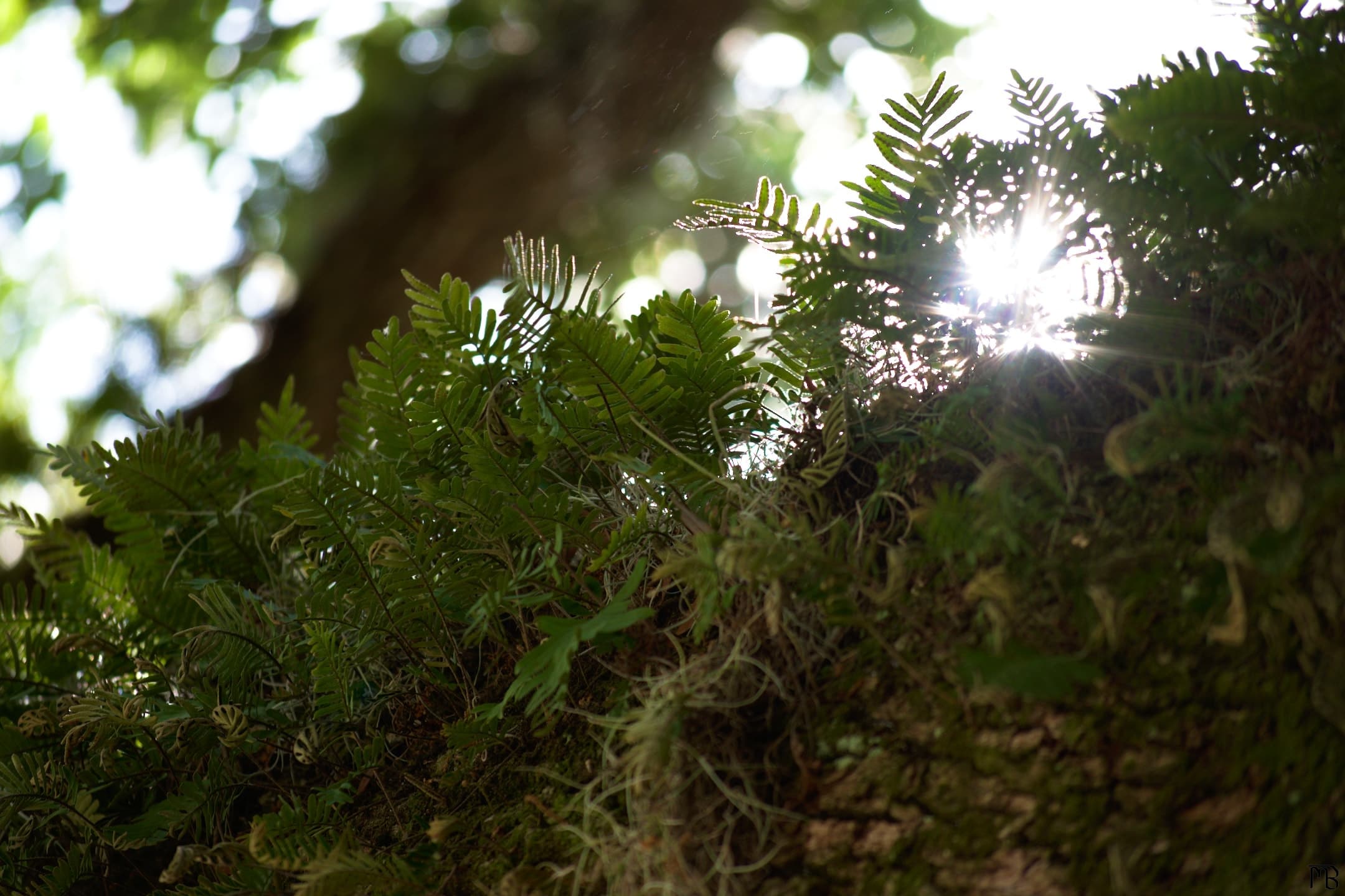 Sunset through ferns on tree