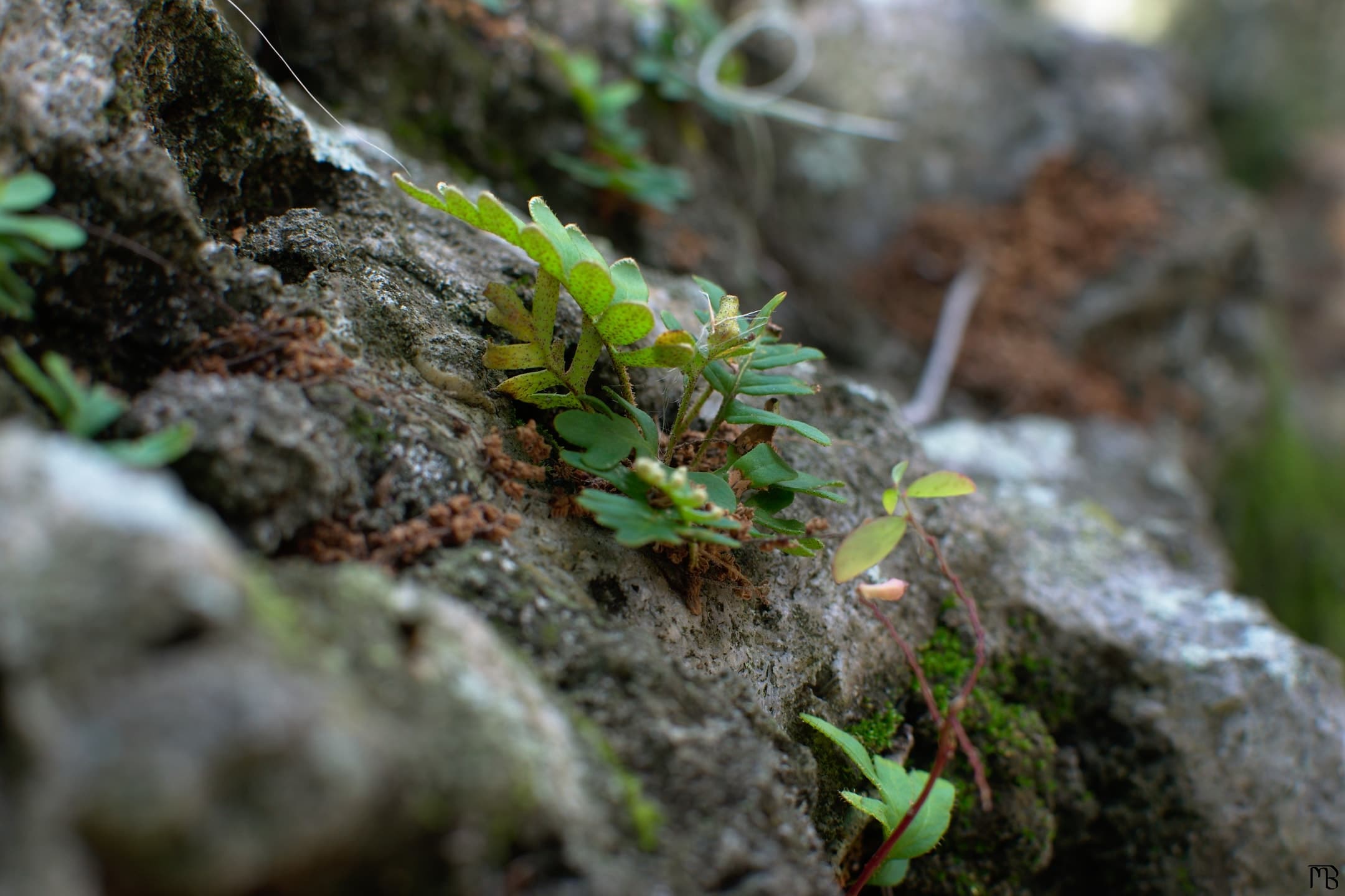 Green ferns on rock