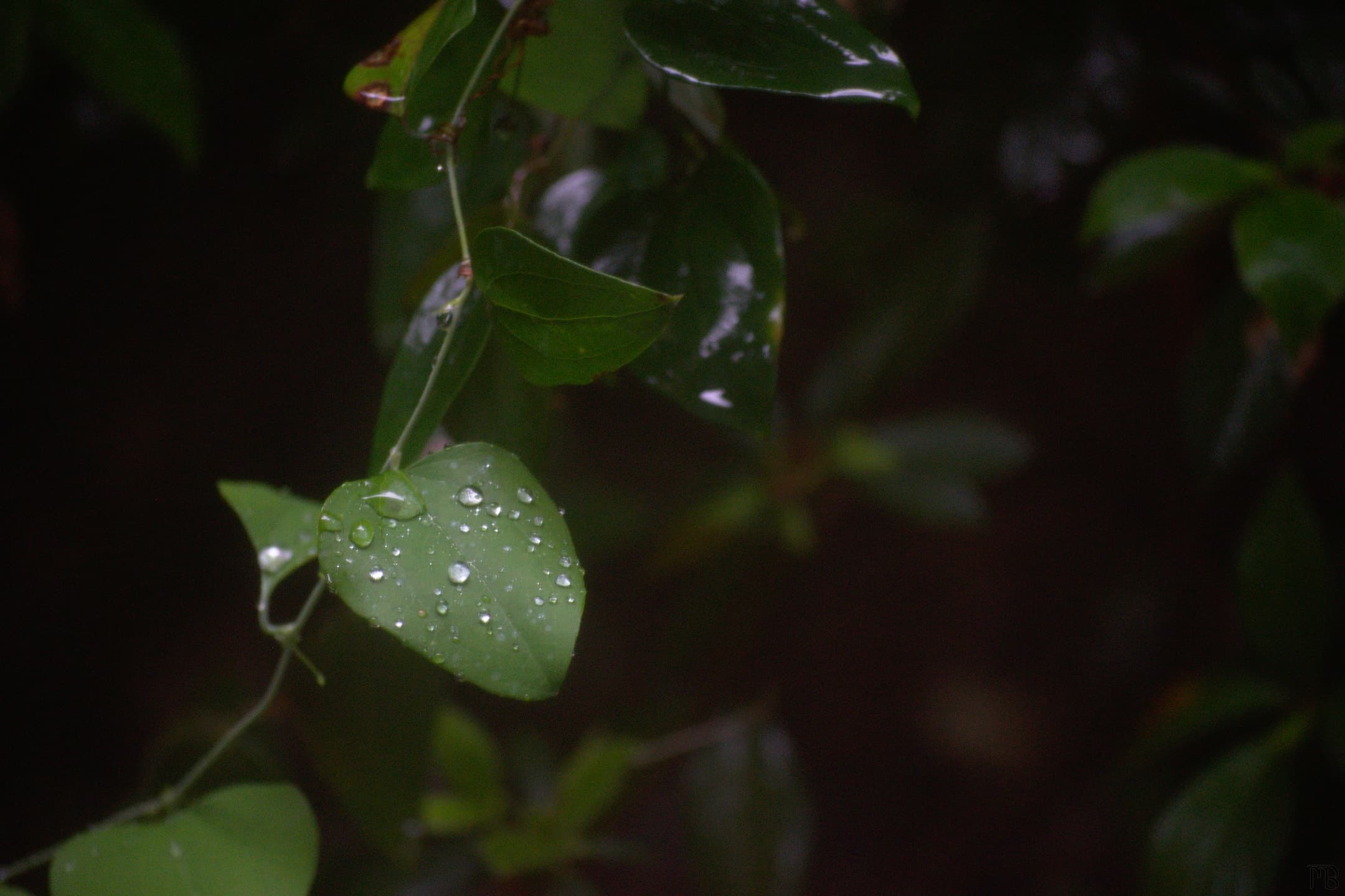 Water drops on leaf