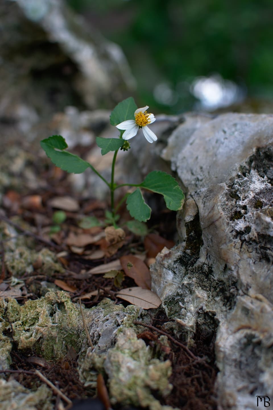 Daisy on rock