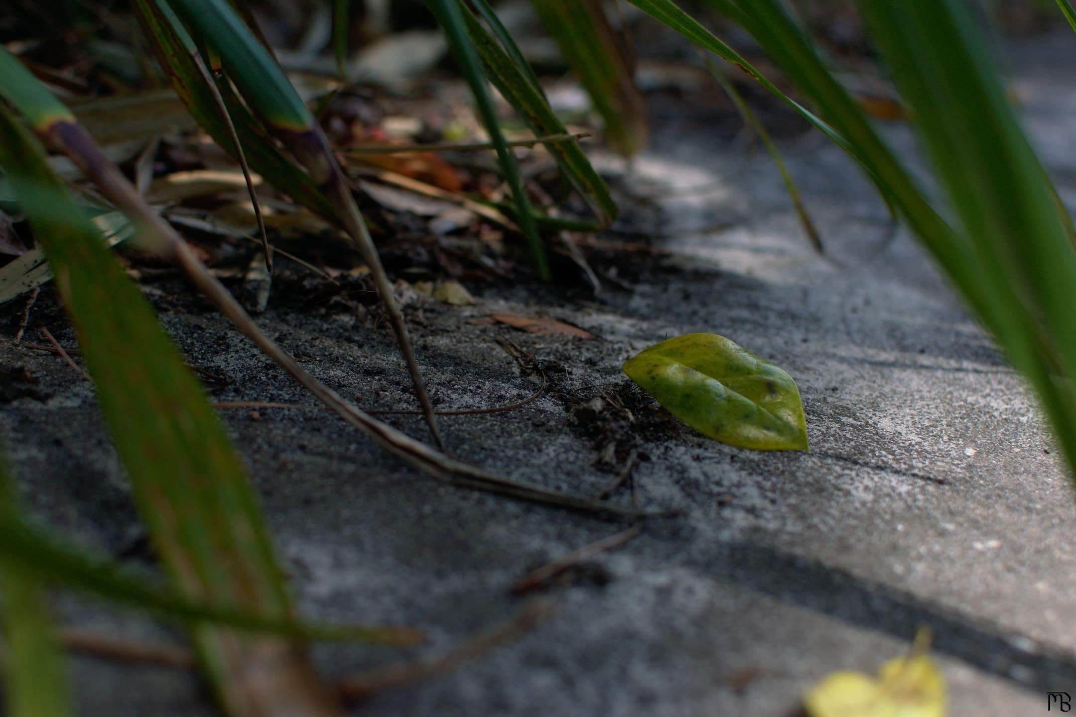 Leaf under ferns