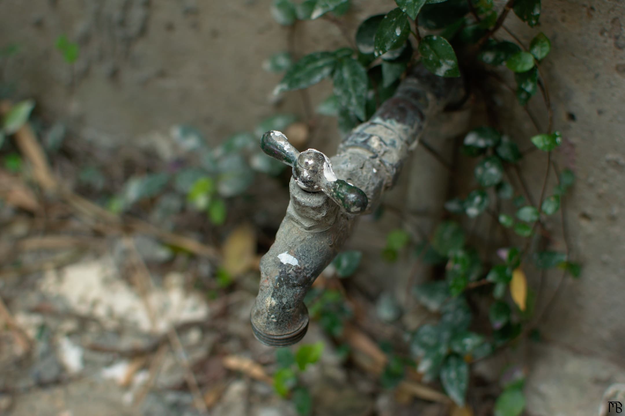 Water spigot