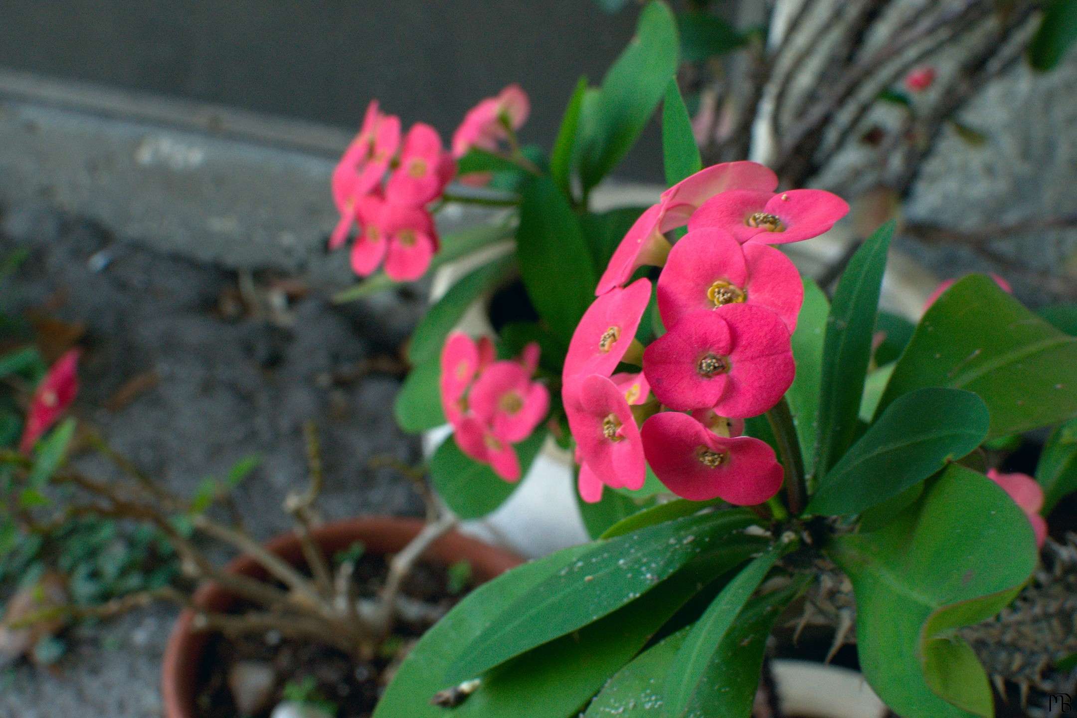 Pink flowers in pot