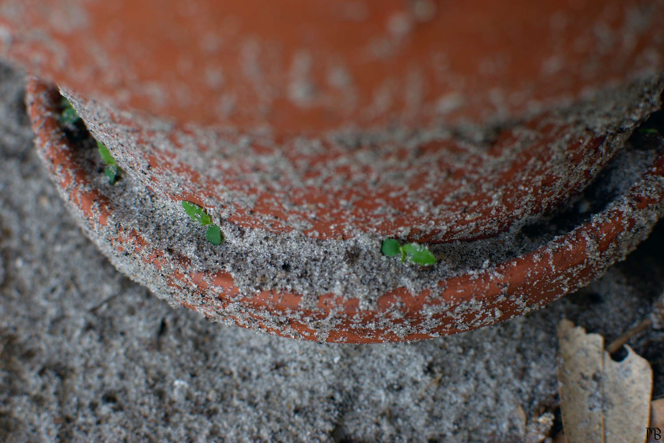 Plants growing outside of pot