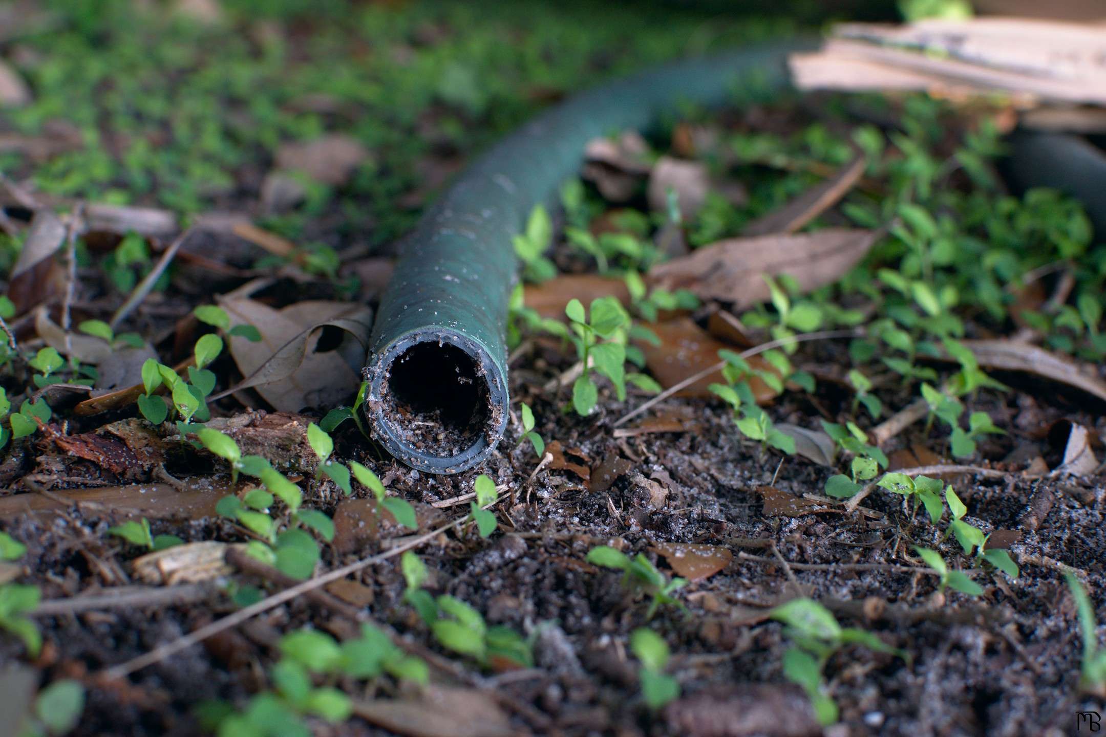 Hose in grass