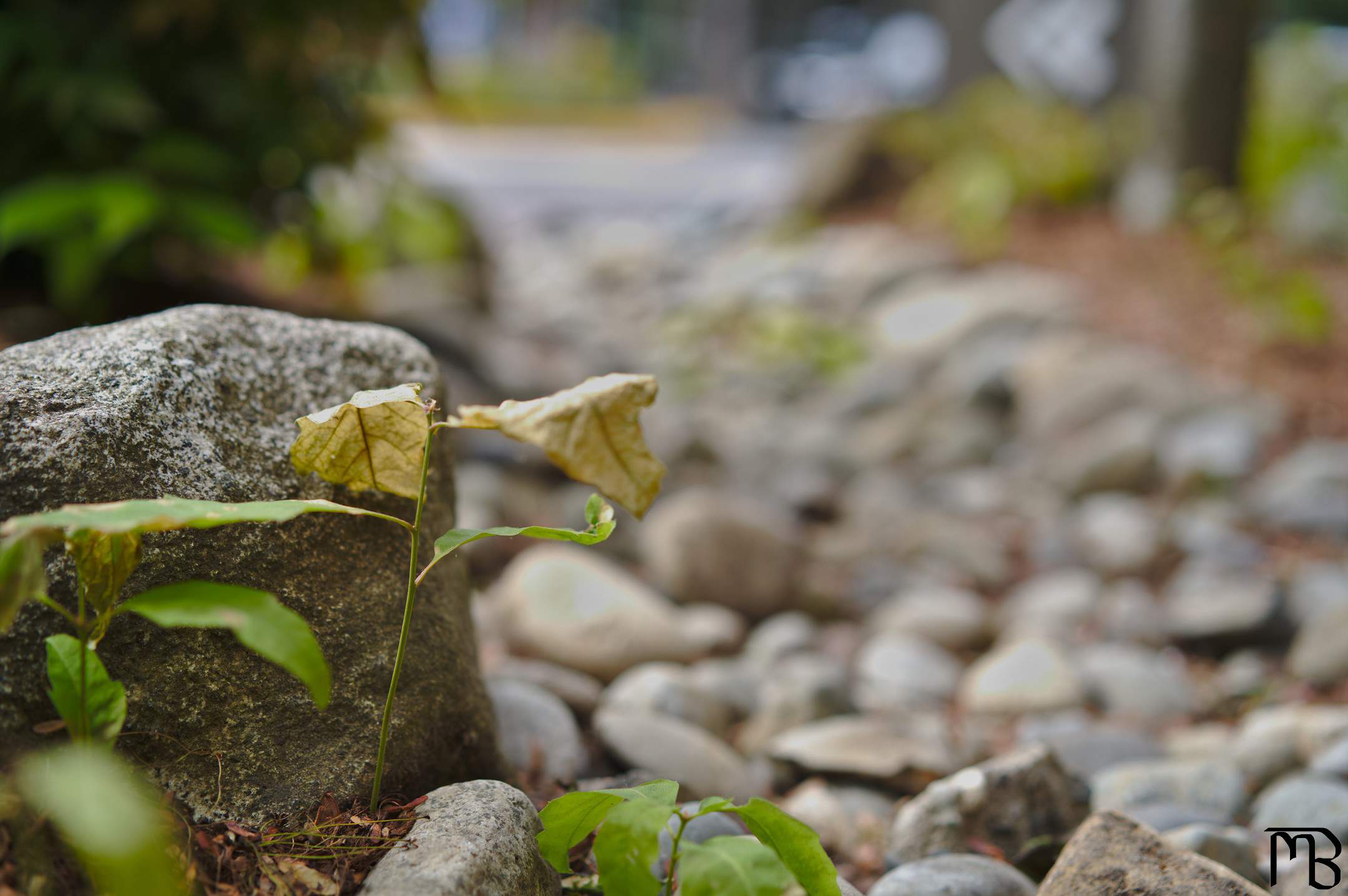 Plant and rock near rock bed