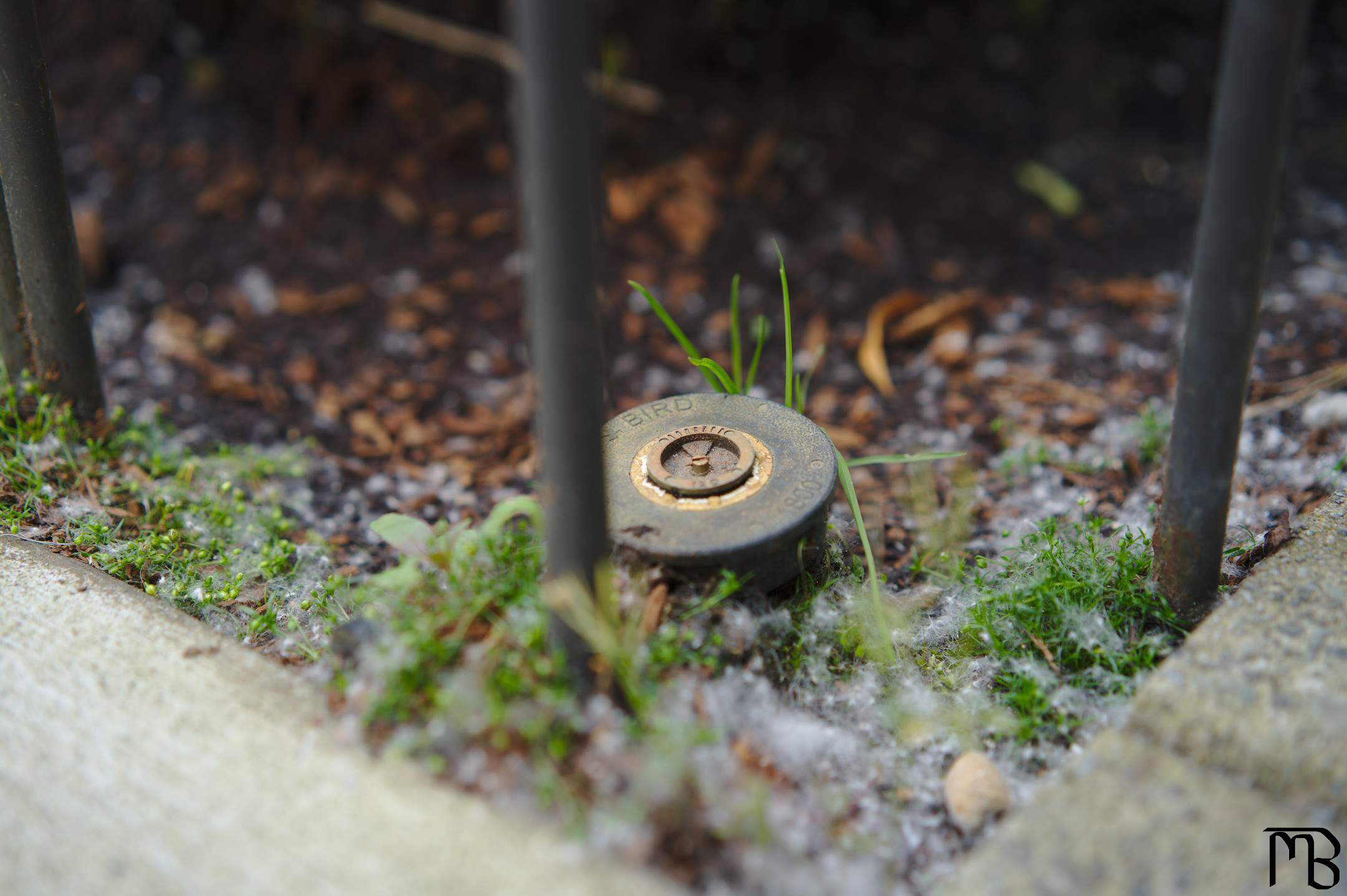 Sprinkler near fence