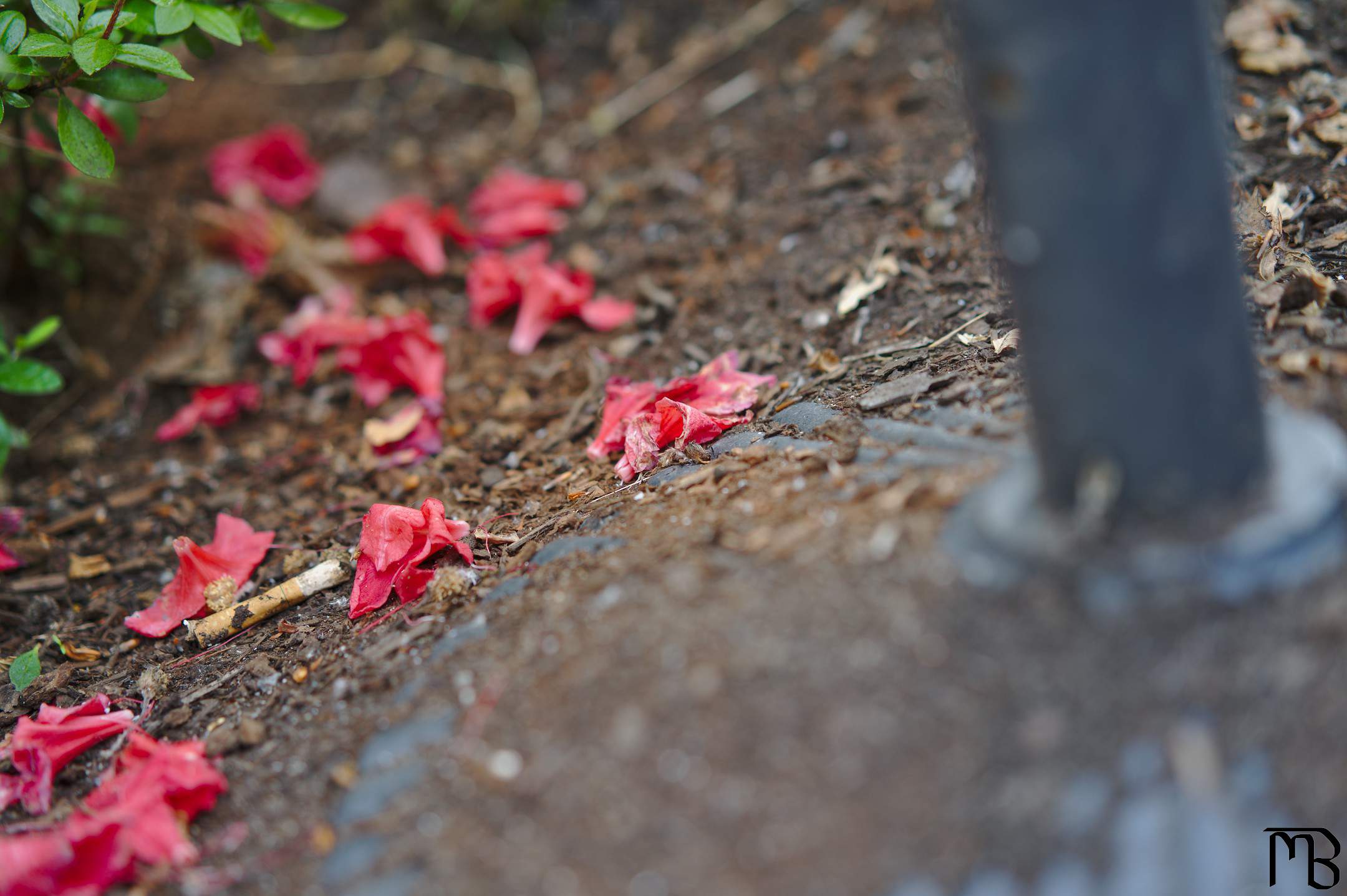 Red petals on mulch