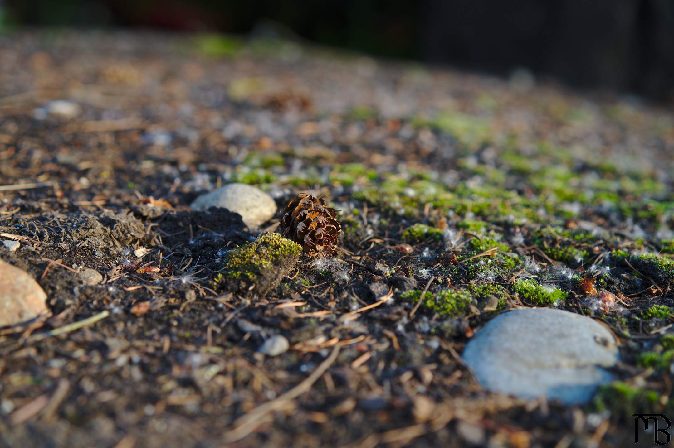 Pinecone near rock