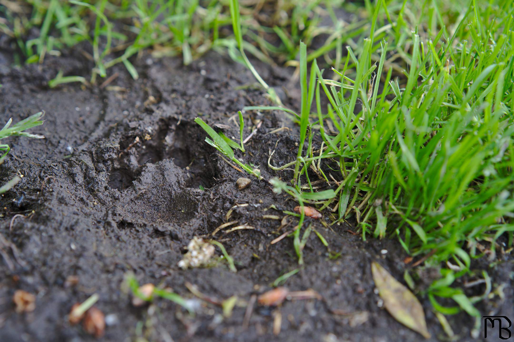 Dog paw in mud