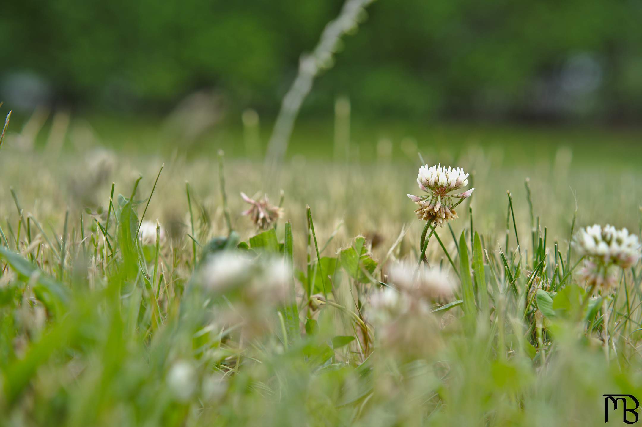 Flower in grass near sidewalk