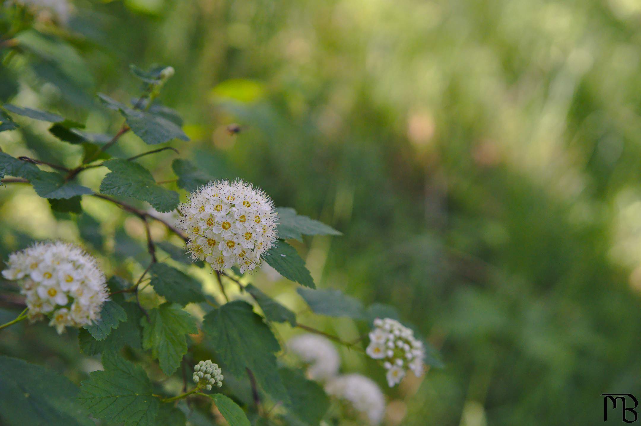 Ball of white flowers near bee