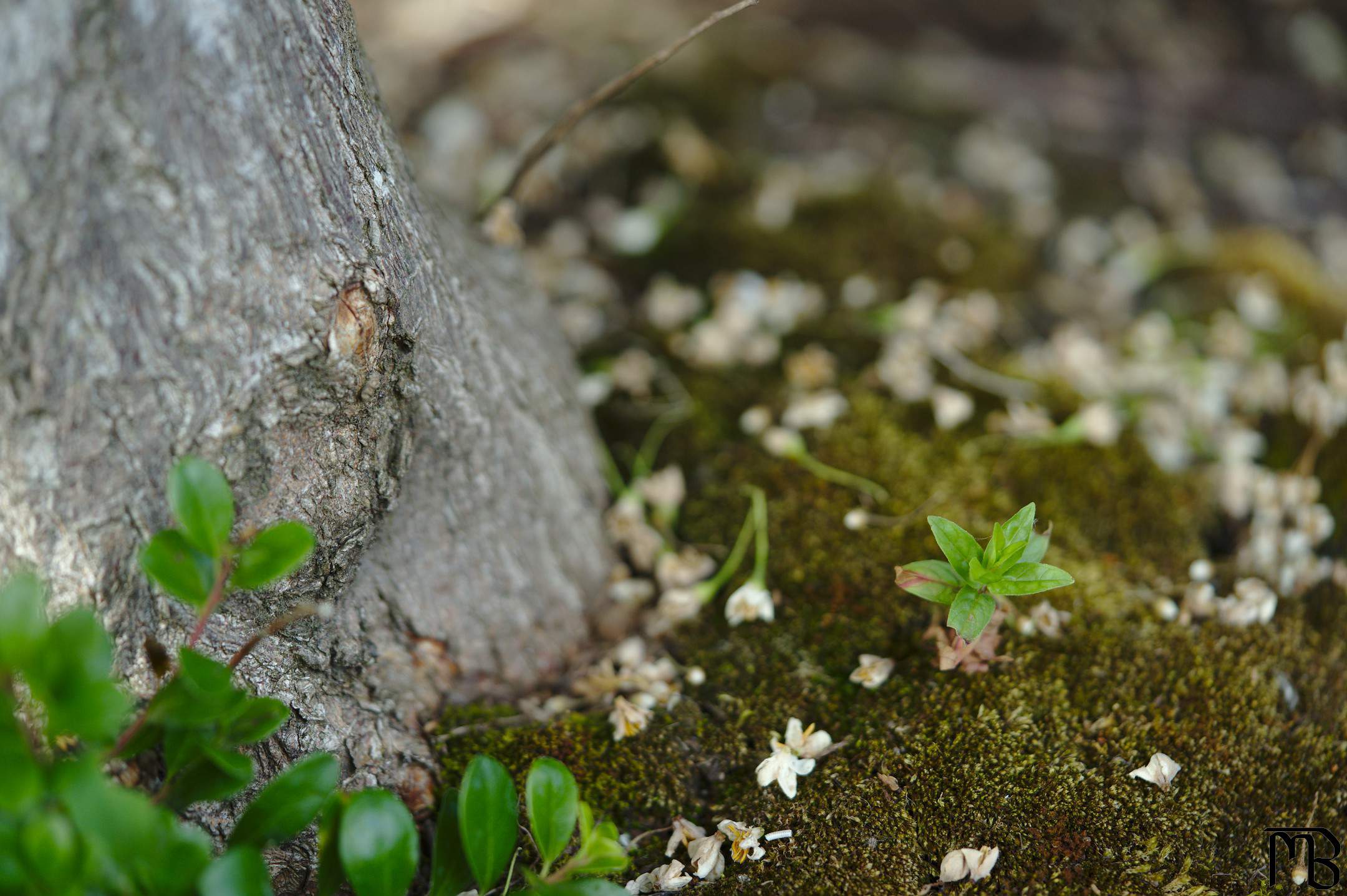 Plant sprouting next to tree