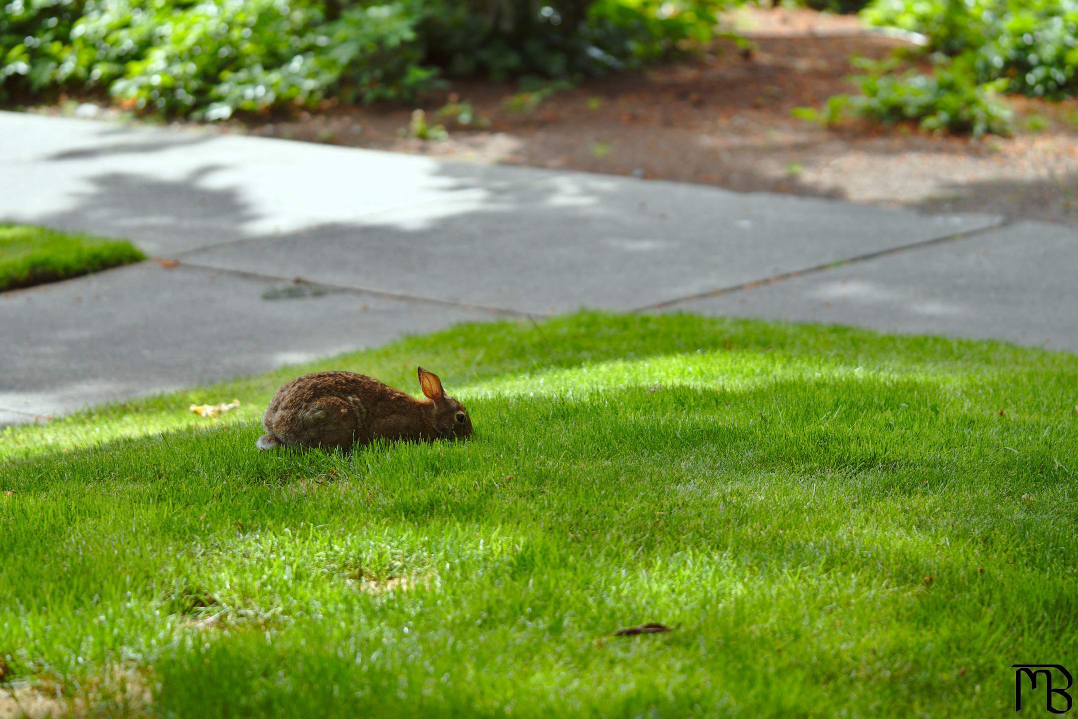 Rabbit near sidewalk