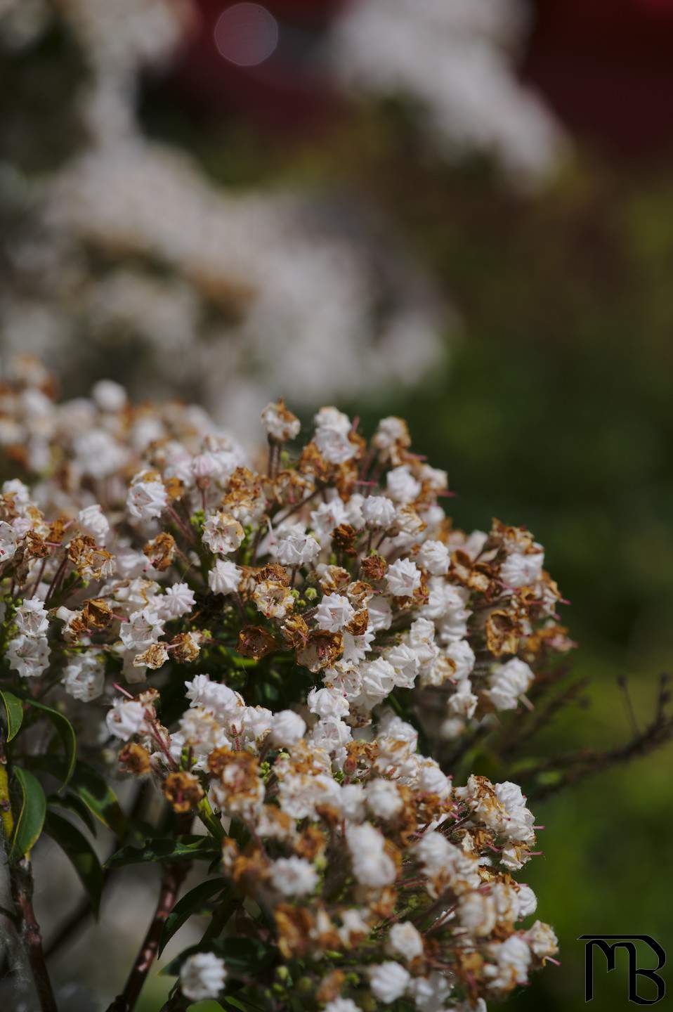 White flowers in bush