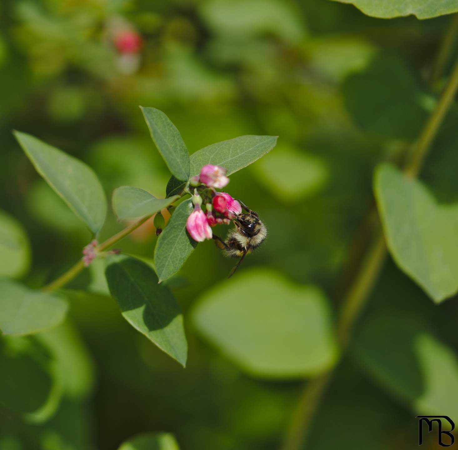 Bee on pink flower bud