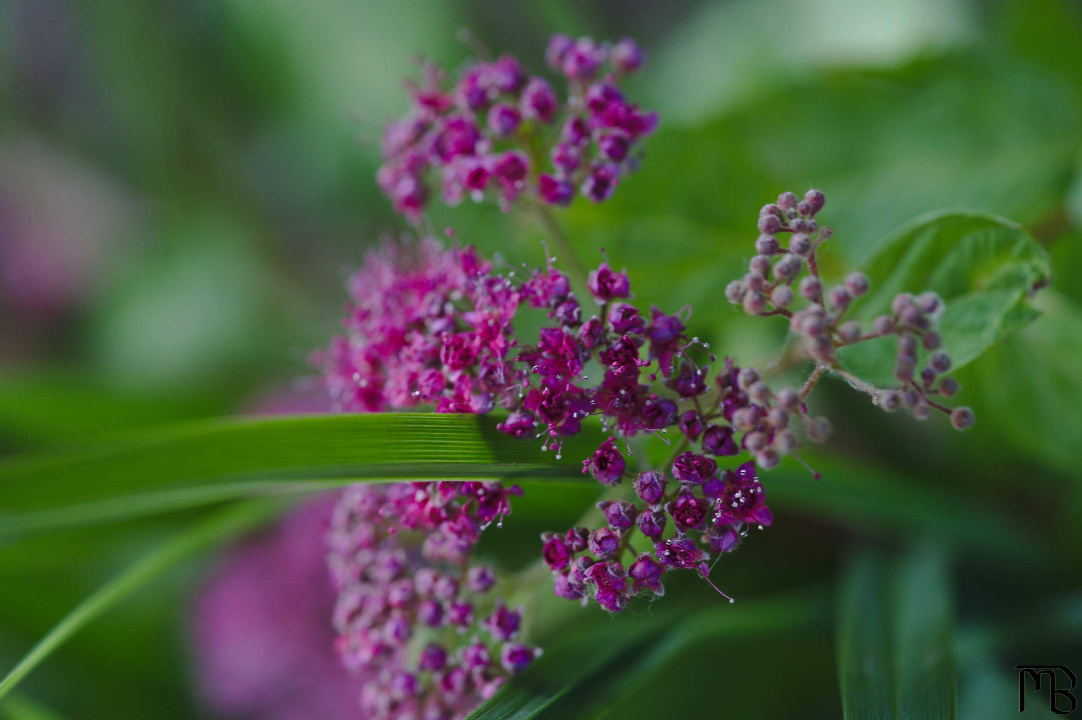 Purple flowers in bush