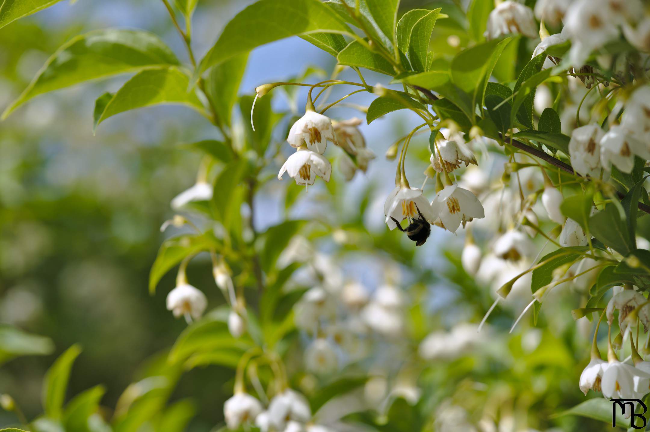 Bee under white flower