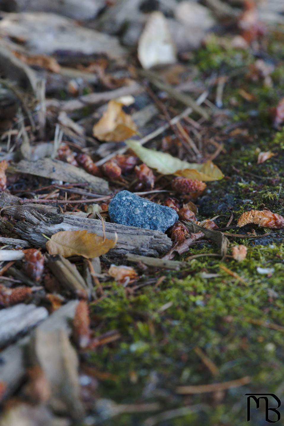 Rock off of path near pinecones